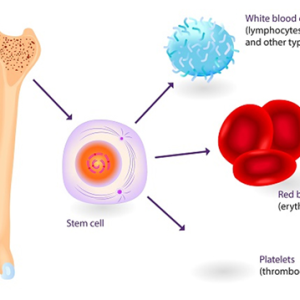 Cấy Tế B&agrave;o Gốc Red Gingseng