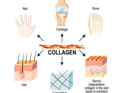 Collagen l&agrave; g&igrave; v&agrave; Lợi &iacute;ch Tuyệt vời của Collagen cho L&agrave;n Da Trẻ Trung